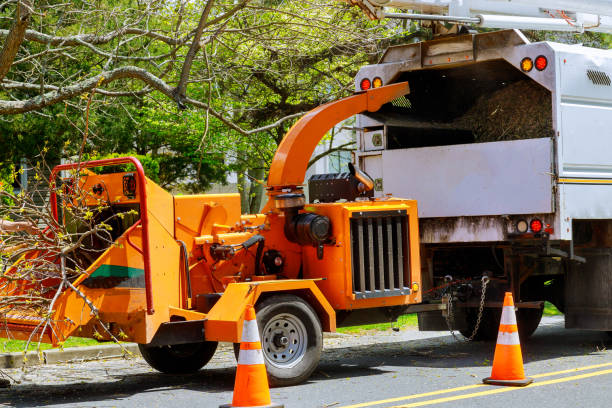 Best Emergency Tree Service  in USA